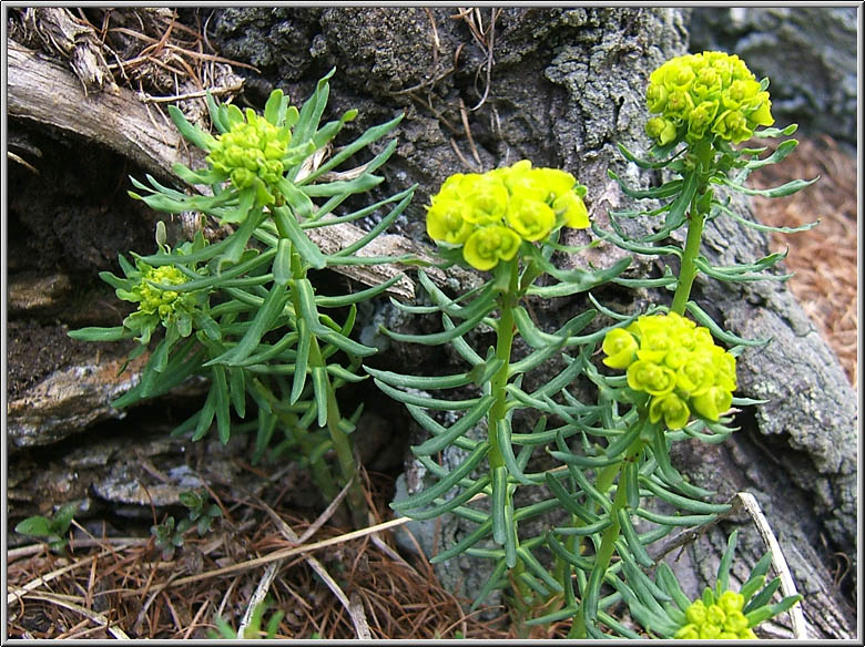 Safari botanico all''Alpe Devero